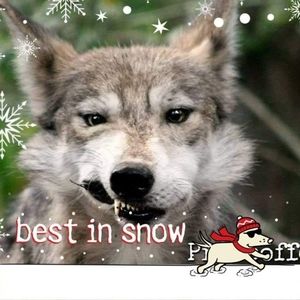 Meet your Posher, Ronny